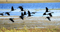 Ibis