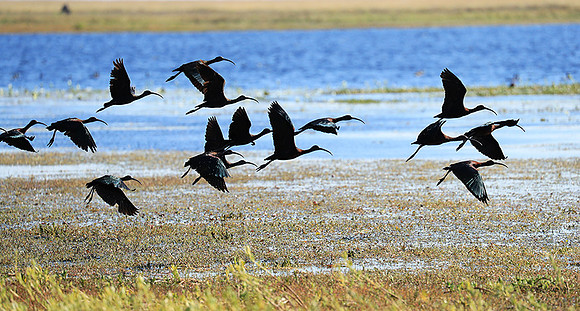 Glossy ibis - Liuwa Plain NP