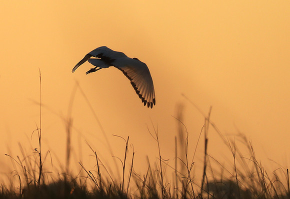 Sacred ibis - Kafue NP