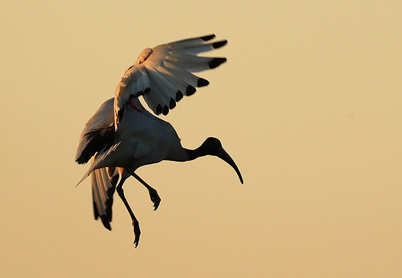 Sacred ibis - Kafue NP