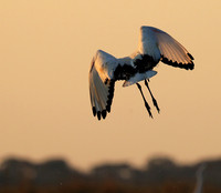 Sacred ibis - Kafue NP