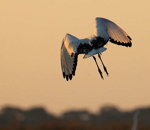 Sacred ibis - Kafue NP