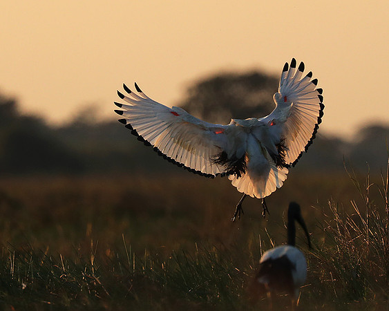 Sacred ibis - Kafue NP