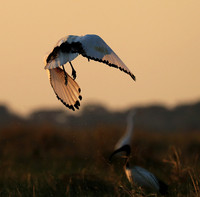 Sacred ibis - Kafue NP