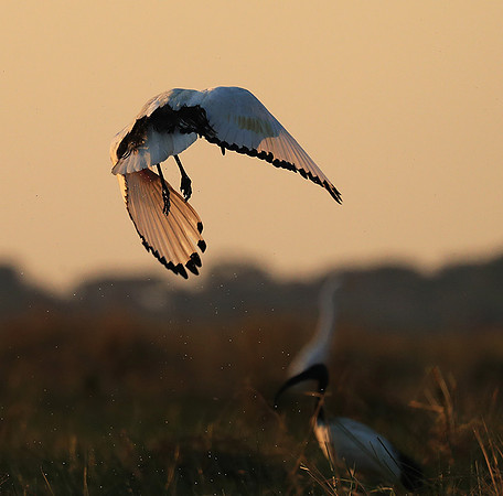 Sacred ibis - Kafue NP