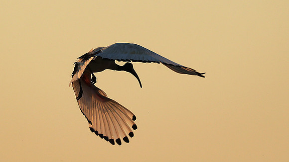 Sacred ibis - Kafue NP