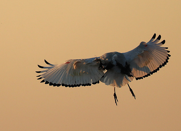 Sacred ibis - Kafue NP