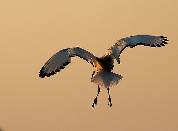 Sacred ibis - Kafue NP