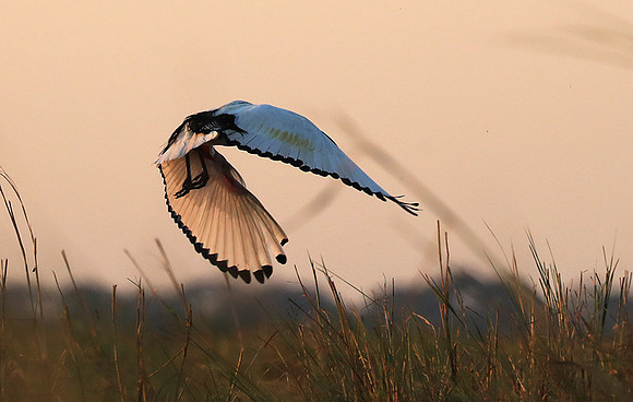 Sacred ibis - Kafue NP