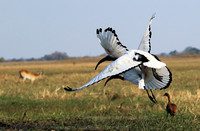 Sacred ibis - Kafue NP