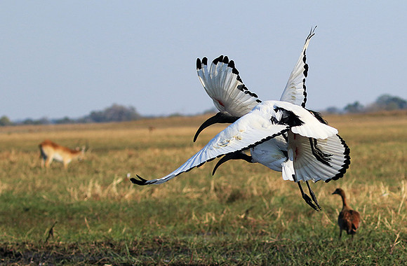 Sacred ibis - Kafue NP