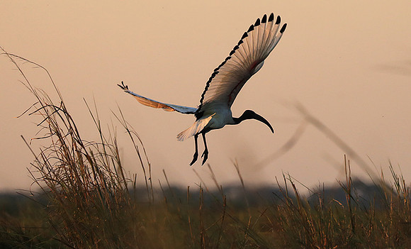 Sacred ibis - Kafue NP
