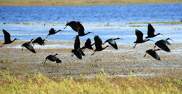 Glossy ibis - Liuwa Plain NP