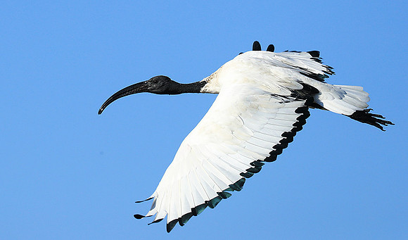 Sacred ibis - Kafue NP