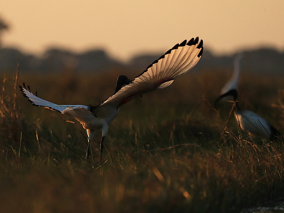 Sacred ibis - Kafue NP