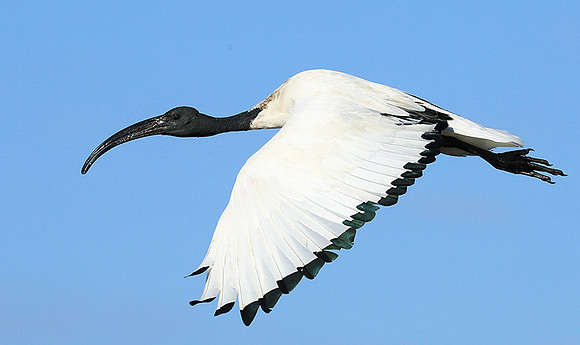 Sacred ibis - Kafue NP