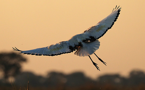Sacred ibis - Kafue NP