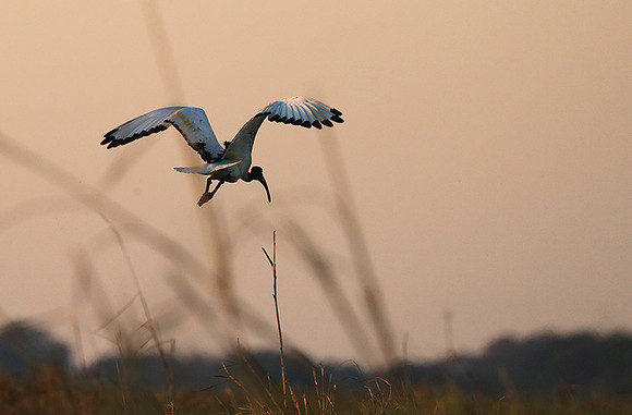Sacred ibis - Kafue NP
