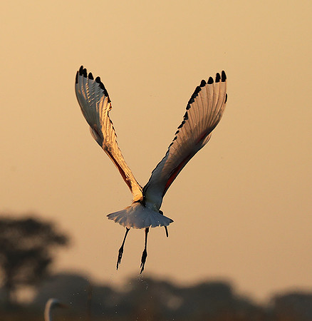 Sacred ibis - Kafue NP