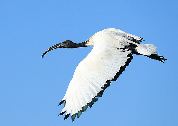 Sacred ibis - Kafue NP