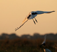 Sacred ibis - Kafue NP