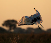 Sacred ibis - Kafue NP