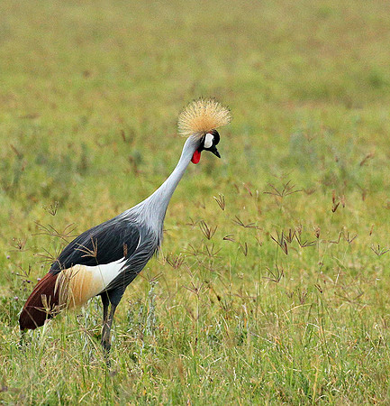 Crater of Ngorongoro : grey-crowned crane (grue royale)