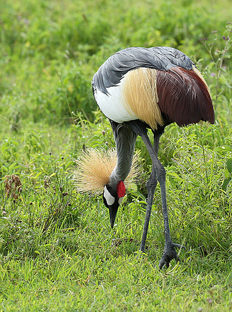 Crater of Ngorongoro : grey-crowned crane (grue royale)
