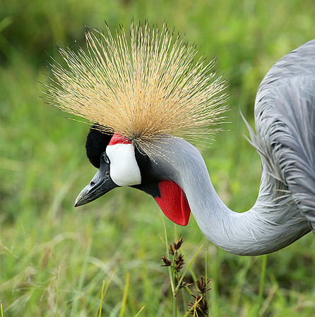 Crater of Ngorongoro : grey-crowned crane (grue royale)