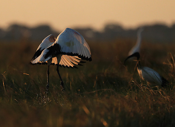 Sacred ibis - Kafue NP