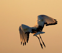 Sacred ibis - Kafue NP