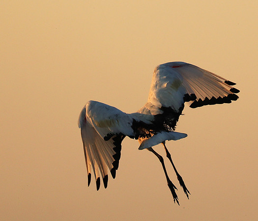 Sacred ibis - Kafue NP