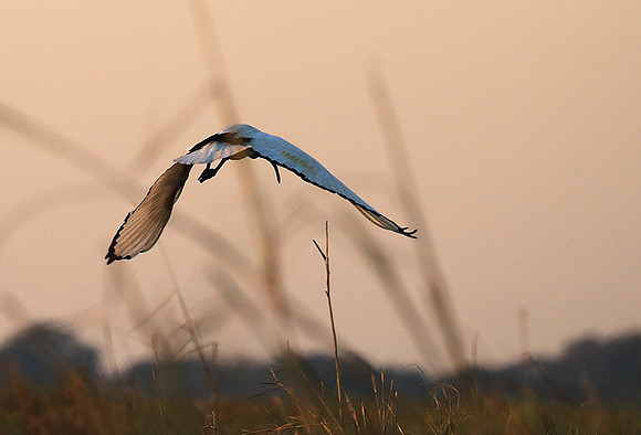 Sacred ibis - Kafue NP