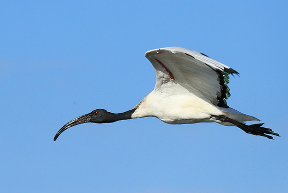 Sacred ibis - Kafue NP