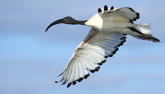 Sacred ibis - Kafue NP