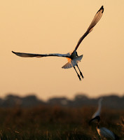 Sacred ibis - Kafue NP