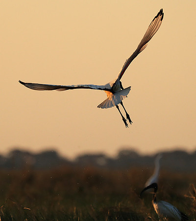 Sacred ibis - Kafue NP