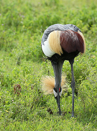 Crater of Ngorongoro : grey-crowned crane (grue royale)