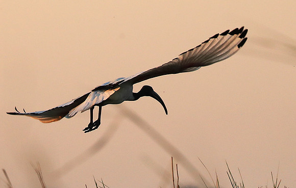 Sacred ibis - Kafue NP