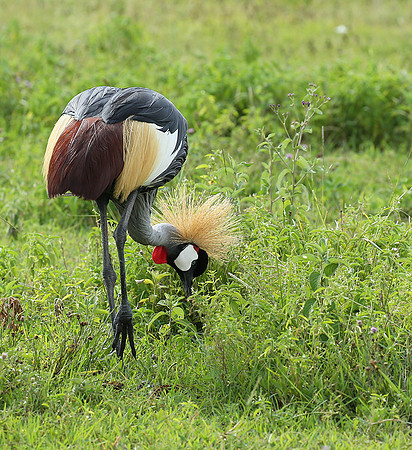 Crater of Ngorongoro : grey-crowned crane (grue royale)