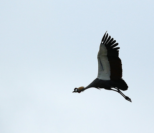 Crater of Ngorongoro : grey-crowned crane (grue royale)