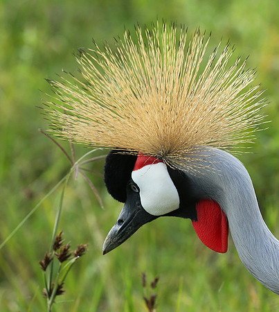 Crater of Ngorongoro : grey-crowned crane (grue royale)