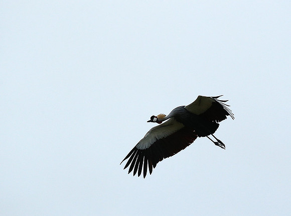 Crater of Ngorongoro : grey-crowned crane (grue royale)