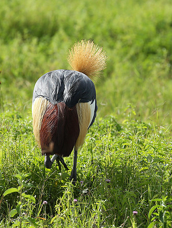 Crater of Ngorongoro : grey-crowned crane (grue royale)