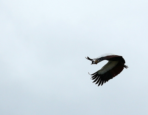 Crater of Ngorongoro : grey-crowned crane (grue royale)