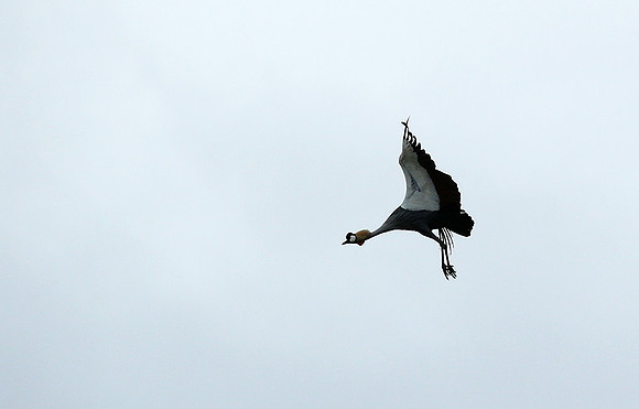Crater of Ngorongoro : grey-crowned crane (grue royale)