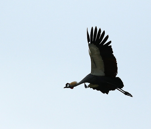 Crater of Ngorongoro : grey-crowned crane (grue royale)