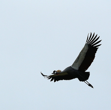 Crater of Ngorongoro : grey-crowned crane (grue royale)