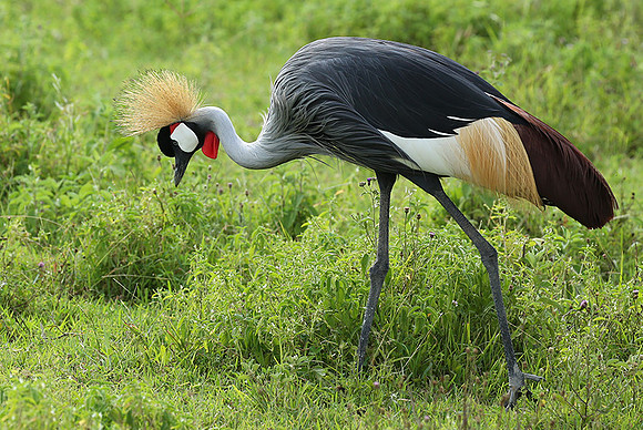 Crater of Ngorongoro : grey-crowned crane (grue royale)