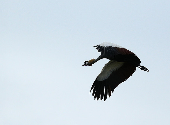 Crater of Ngorongoro : grey-crowned crane (grue royale)